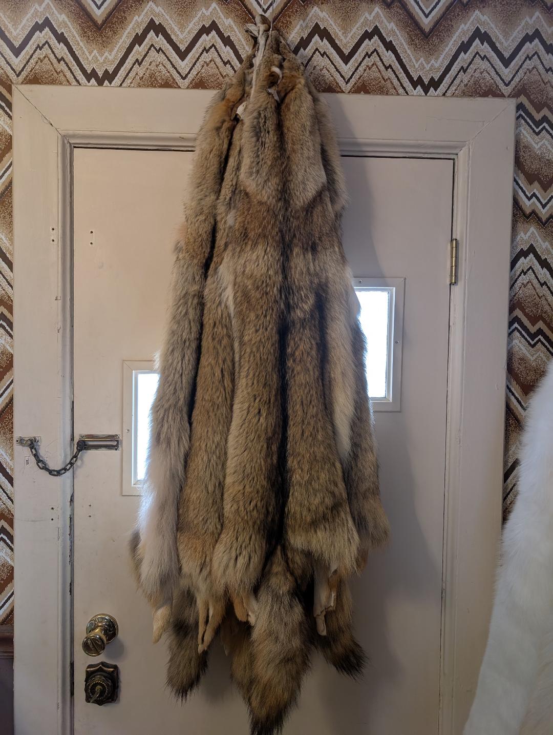 Coyote Pelt