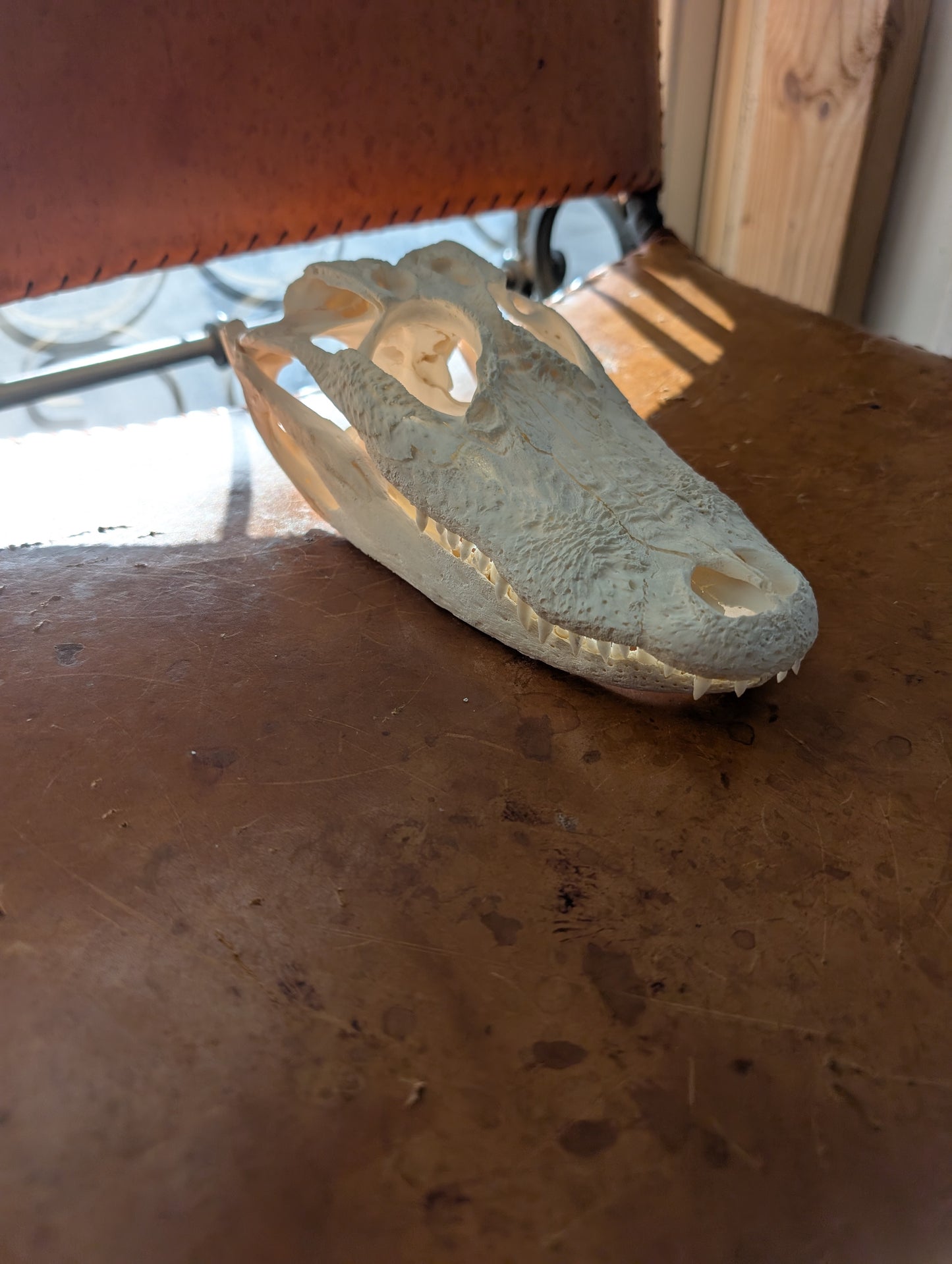 Alligator Skull