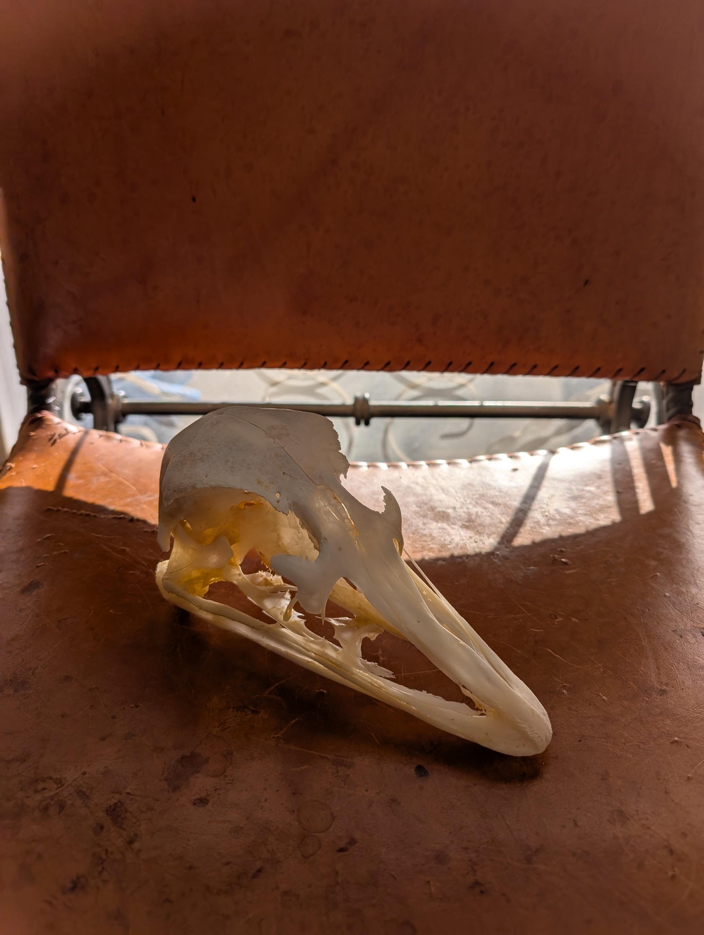 Ostrich Skull