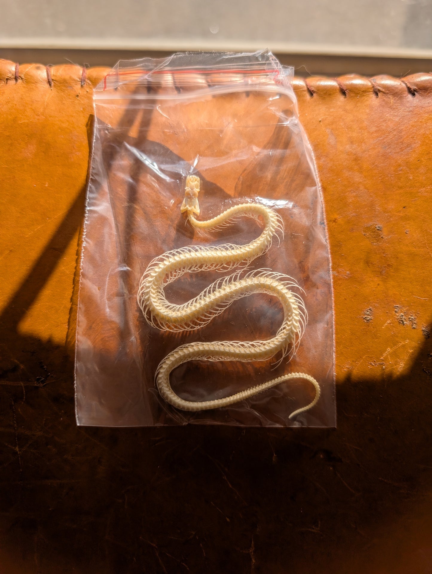Full snake skeleton