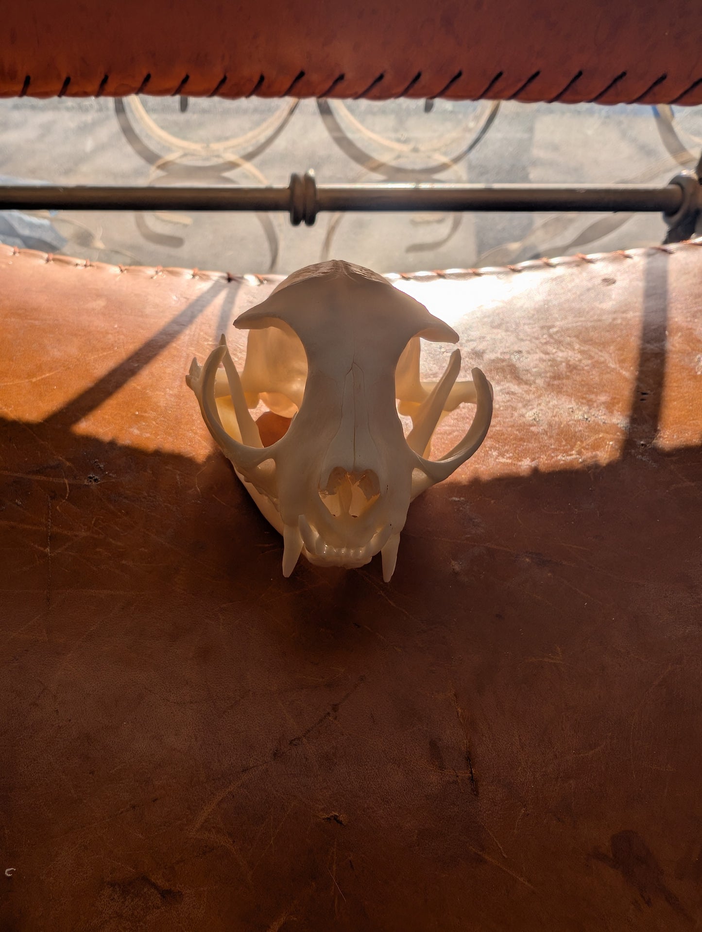 Bobcat skull